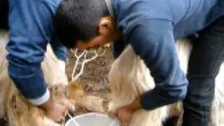 Mullidura de crabas