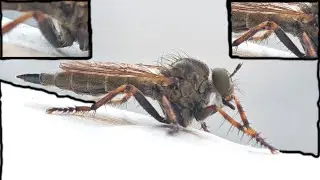 Some insects support passive gas exchange: convective ventilation in robber fly Tolmerus cingulatus