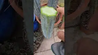 It broke! 💔 #cactus #nature #gardening #cactusjerk