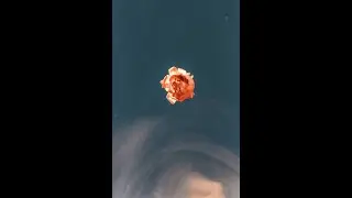 Pulse - Lucid Dreaming ( Prod. Amiri)