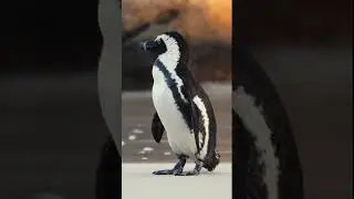 Meditation music for relaxing(with animals😌)