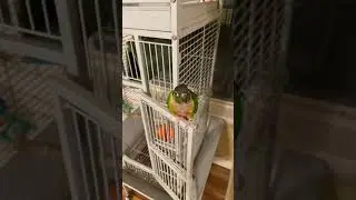 Trello Says &ldquo;Boppy Bird&rdquo; (Talking Green Cheek Conure) #conure #parrots #talkingparrot