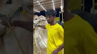 Bakra Eid 2024 Shahid Afridi Cattle Farm 🥰.        #bakraeid2024 ##mandi #shahidafridi #cattlefarm