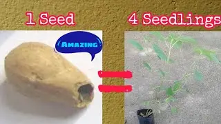 Propagating Melina or GMelina Seed using Vermi Compost||How much is Melina Tree in the Philippines?
