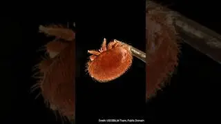 Varroa destructor - A quick and dirty discussion about the varroa mite