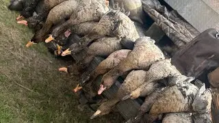 2026 South Louisiana Speckledbelly  Hunting