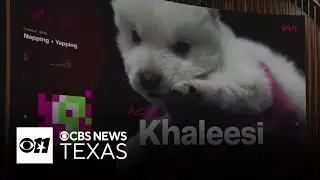 Want to clone your pet? For a pretty penny, you can