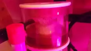 Jason's 1 1/2 year old saltwater reef pt. 2 : How my sump is set up.