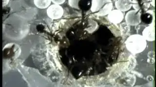 Fire Ants Carrying 2.00 mm Beads