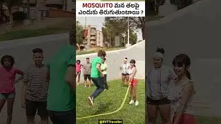 Why Mosquitoes Buzz Around Your Head | Science Explained #shorts #TestYourSkills