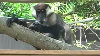 Collared Mangabey and Reeves' Muntjac at Les Terres de Nata&eacute;
