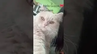 cute and funny cat videos please subscribe 🐱🐱