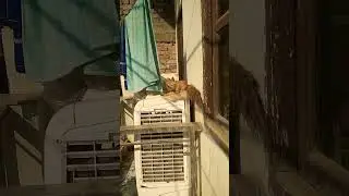 Michael Bruce#viral#funny #trending #cat angry voice#