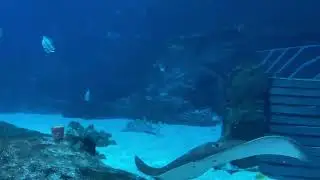Leon the Leopard Whipray