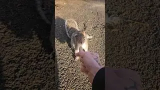 🐿 Еще несколько белок из Гроув-Парка: мимо промелькнуло маленькое висячее ушка 😊 #будьтедобрыкжив...