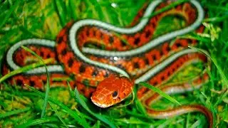 Harevis - Dance of the snake - sample from upcoming album 