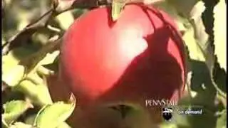 Apple Varieties