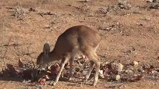 Baby Steenbok