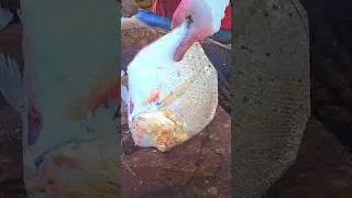 kasimedu 🔥 Speed Selvam fish cutting #kasimeduspeedselvam #viral #shorts #ygfishcutting