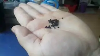 Zierlauch durch Samen vermehren - Allium giganteum