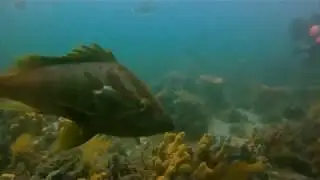 2011-12-10 - Inquisitive Maori Cod