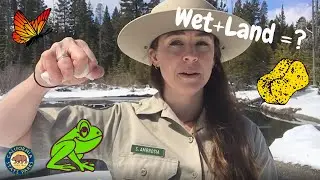 Wetland Ecosystems Are Nature&rsquo;s Sponge!