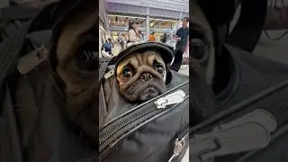TRAVEL PUG ready for a trip!