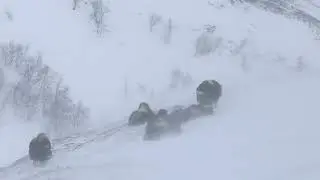 Dovrefjell, Norway 2023