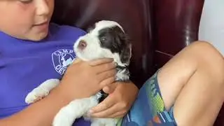 William Turner, PWD puppy