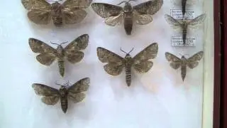 Cossidae. Древоточцы.