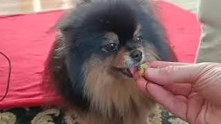 World's smallest gourmet eating a piece of meat pie 😍