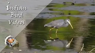 The Western reef heron (Egretta gularis)