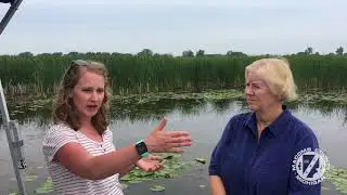 Black Creek Marsh 2018