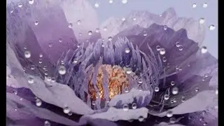 Timelapse of creating a flower from geometric nodes in blender
