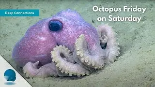Deep Connections: Octopus Friday on Saturday