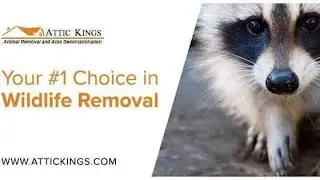 Attic Decontamination In Atlanta By Attic Kings.