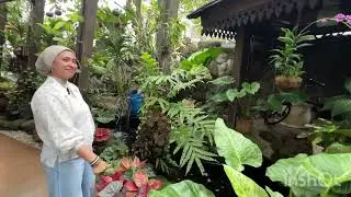 Review tanaman samping rumah part 1