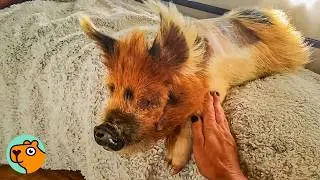 3 Legged Pig Refused To Give Up. Now She's Thriving! | Cuddle Buddies