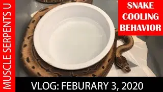 PRE-OVULATION BREEDING BEHAVIOR!  Feb 3, 2020