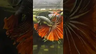 Copper Vampire 😱, who loves metallic red halfmoon ? 🩸🩸🩸#betta #bettafish #fypシ゚viral