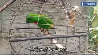 Suara panggilan serindit begini sangat jitu buat memanggil serindit liar yang jauh