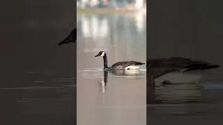 Goose foraging in the morning calm
