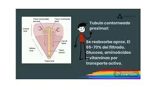 NEFRONA
