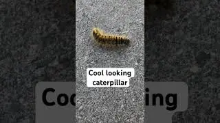 Cool caterpillar 🐛#worm #caterpillar #weird #nature #cool