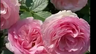 Лучшая плетистая крупноцветковая Роза. Eden Rose