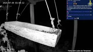 Bird Feeder Live in Switzerland  