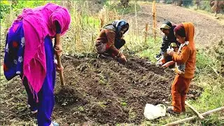 Nomadic Lifestyle Of Pakistan | Nomads Way Of Planting Garlic In Village | Daily Routine Rural Life