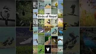 🐦 Birds of Barju Lake | #cormorant #beeeater #stork and more