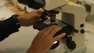 Protocolo para la observación de cromosomas politénicos
