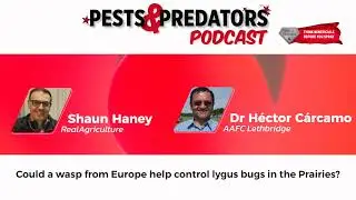 Pests & Predators, Ep 33: Could a wasp from Europe help control lygus bugs on the Prairies?